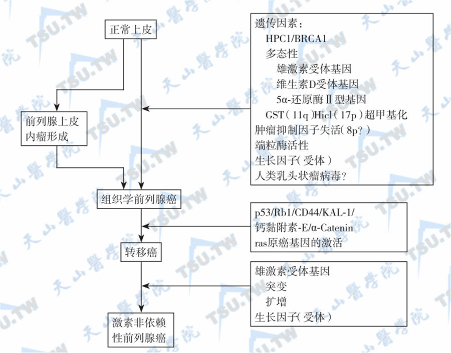 前列腺癌不同进展阶段可能的影响因素