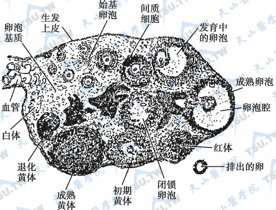  卵巢切面结构的示意图