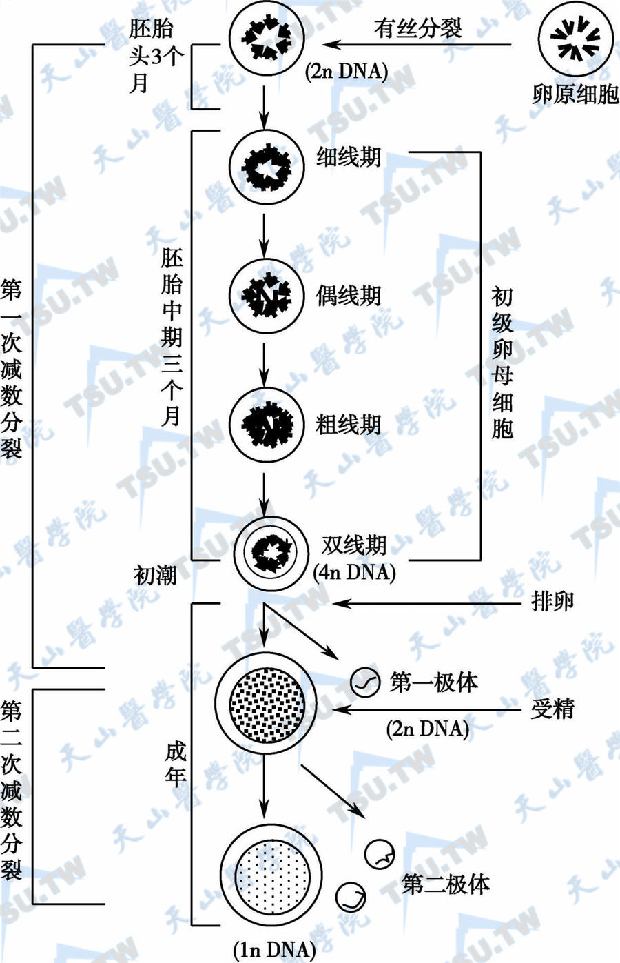  卵原细胞的分裂和成熟