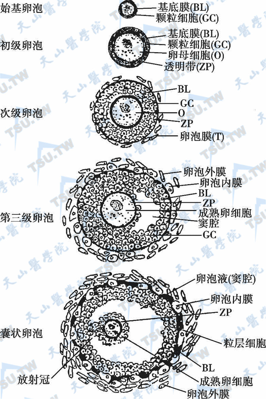  卵泡生长发育过程中的形态变化