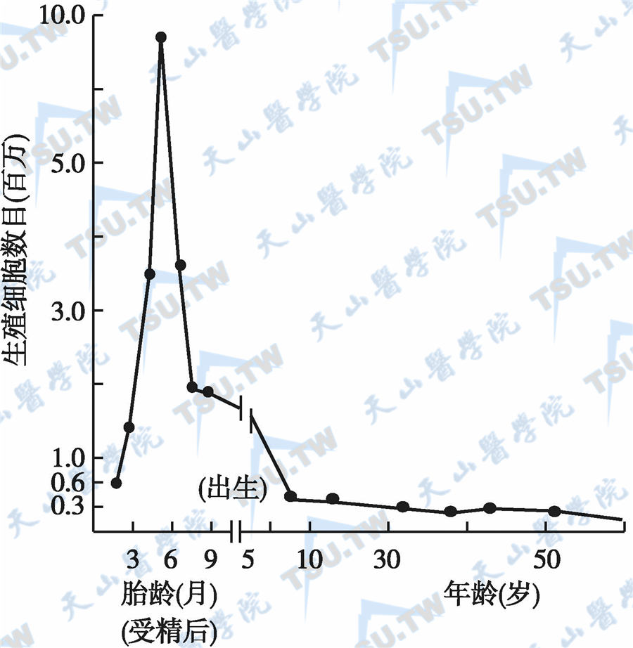  不同年龄女性卵巢内生殖细胞总数