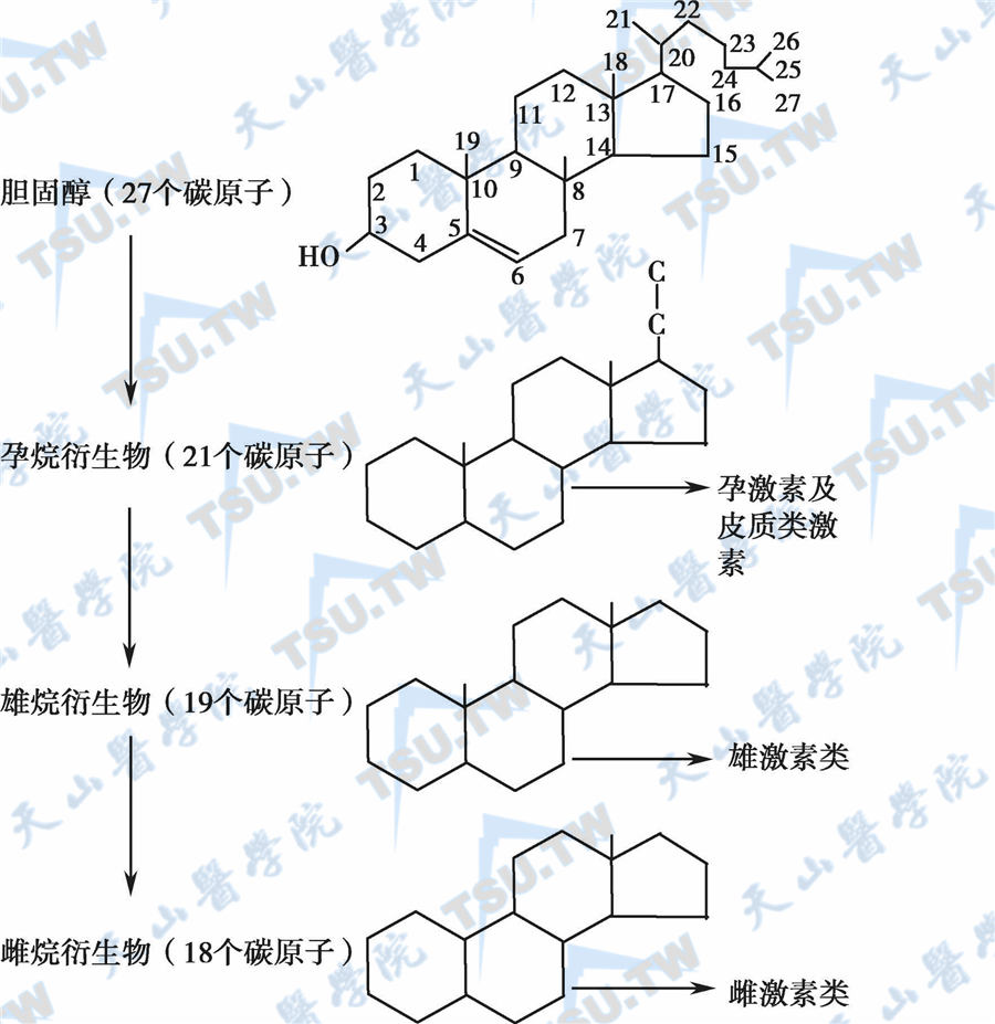 卵巢类固醇激素的合成与代谢