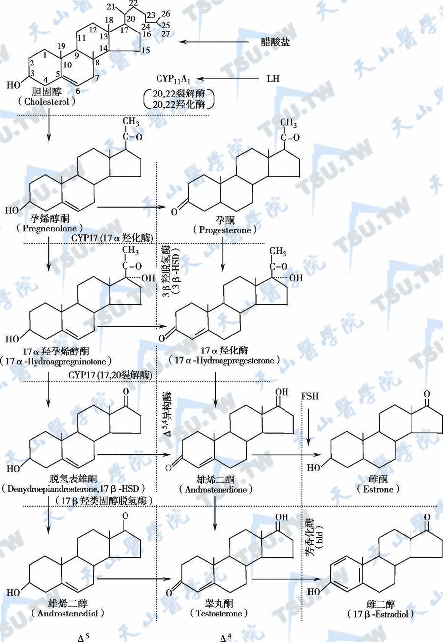  性腺类固醇类激素的生物合成