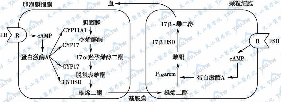  雌激素合成的“两种细胞-两种促性腺激素”学说