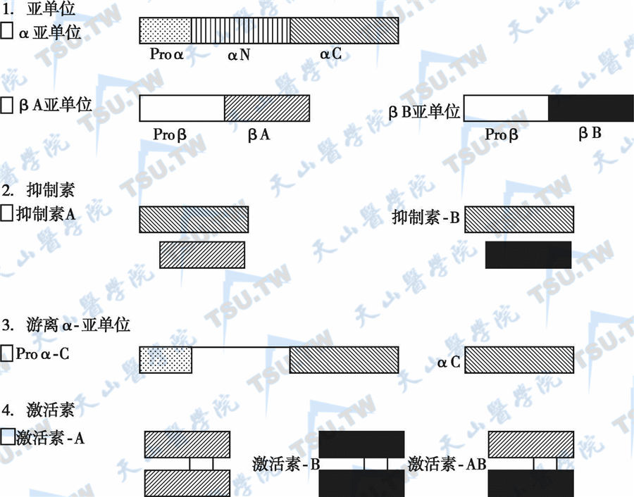  抑制素和活化素的异构体（亚型）