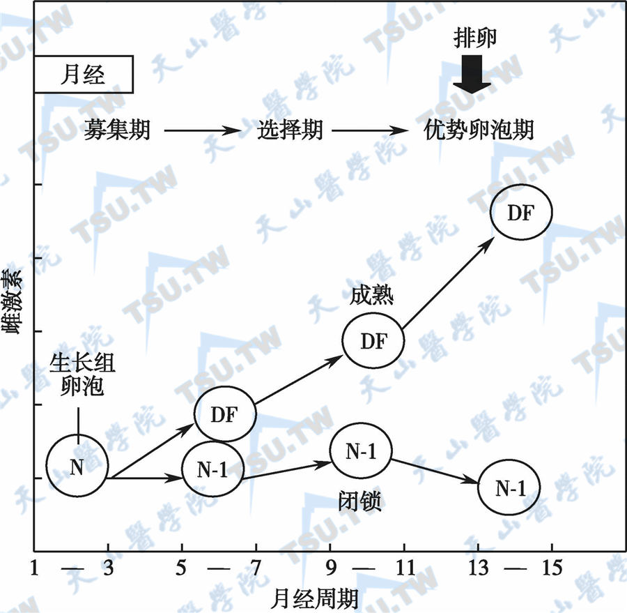  优势卵泡与未成熟卵泡闭锁