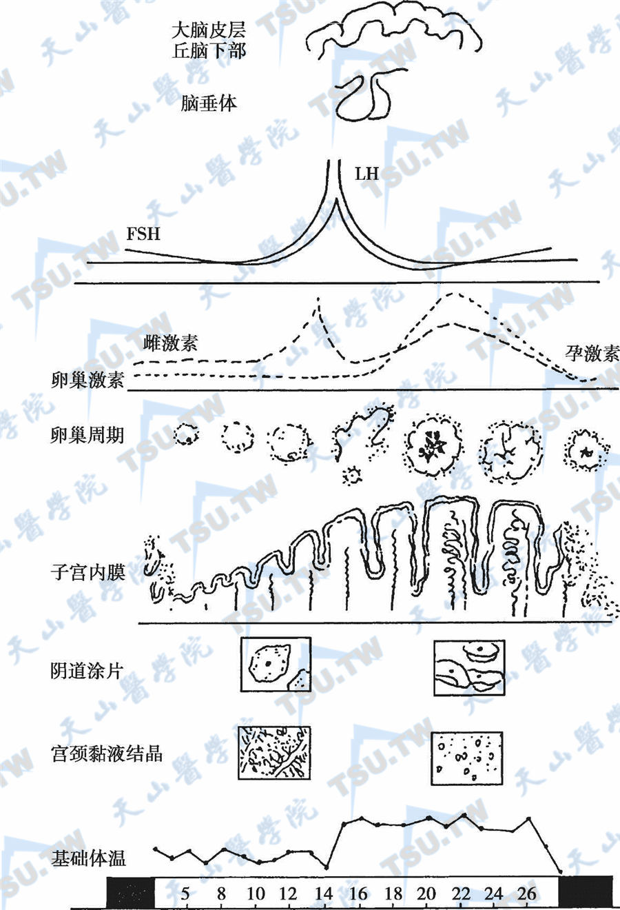  月经周期中脑垂体-卵巢-子宫内膜-阴道涂片/宫颈黏液及基础体温的周期性变化