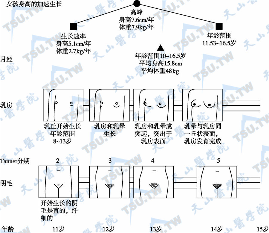  青春期女性的性成熟和第二性征发育