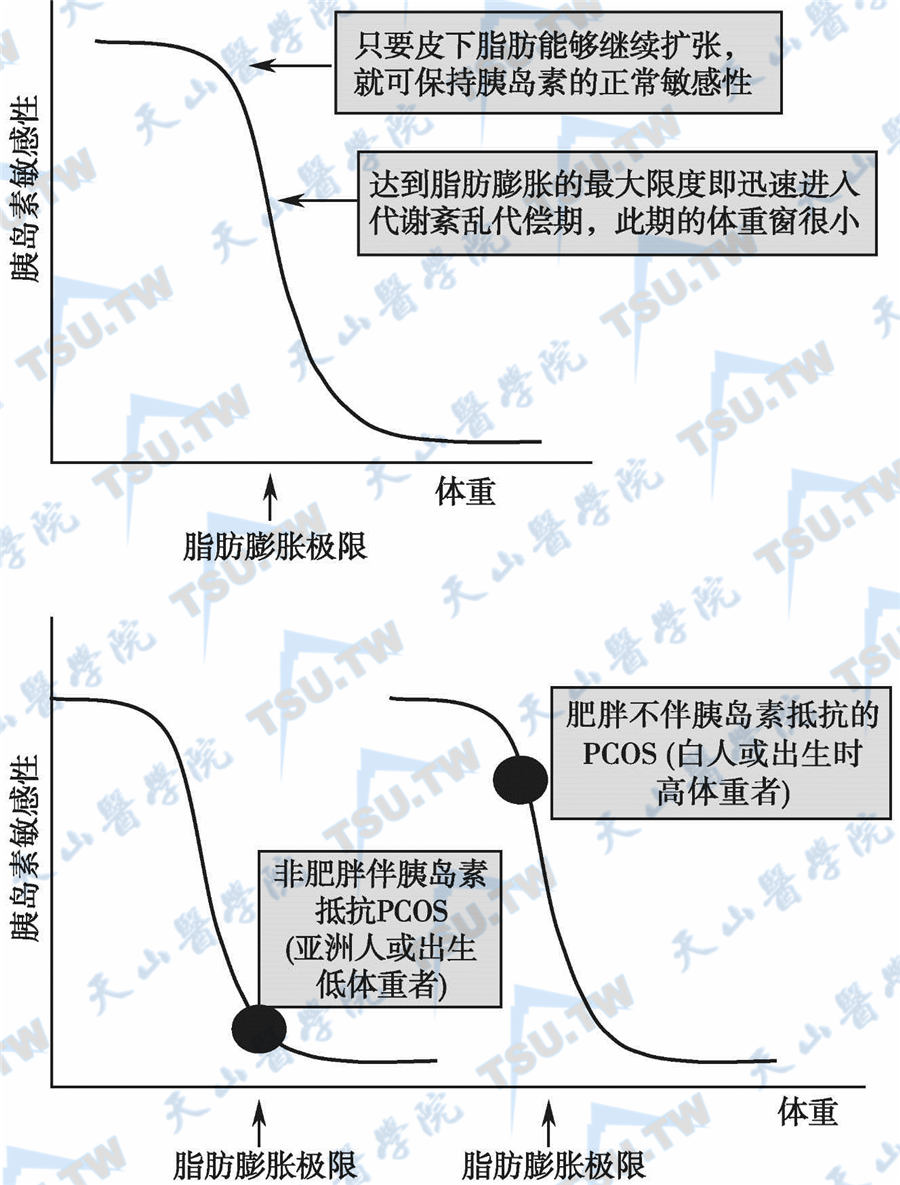  脂肪组织膨胀假说