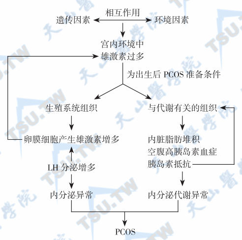  多囊卵巢综合征发病机制