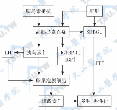  胰岛素抵抗与高雄激素血症的关系