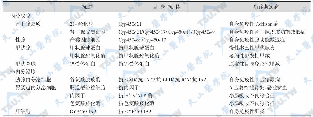 Ⅰ型APS可检测的内分泌腺和细胞的自身抗体表