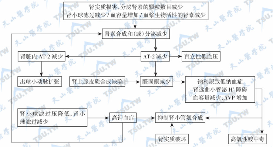  选择性低肾素性低醛固酮血症发病机制