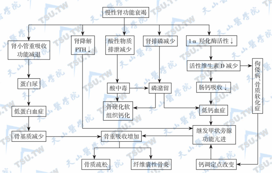  肾性骨营养不良症骨骼病变的发病机制