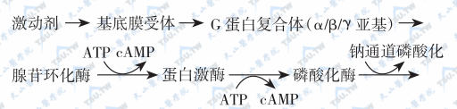  钠通道（hENaC）被激活