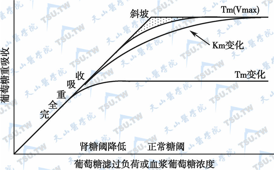 Fanconi综合征的症状表现