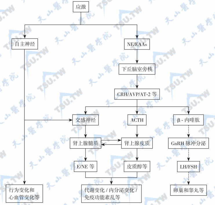  应激对神经、内分泌和免疫调节功能的影响