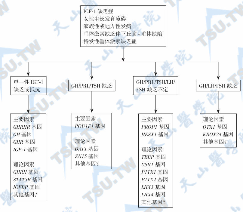  IGF-1缺乏症的病因