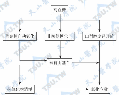  高血糖相关性氧化应激的发生机制；注：↑：增加