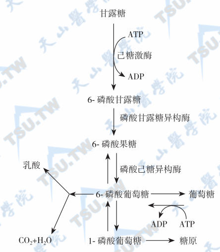  甘露糖在体内的代谢途径