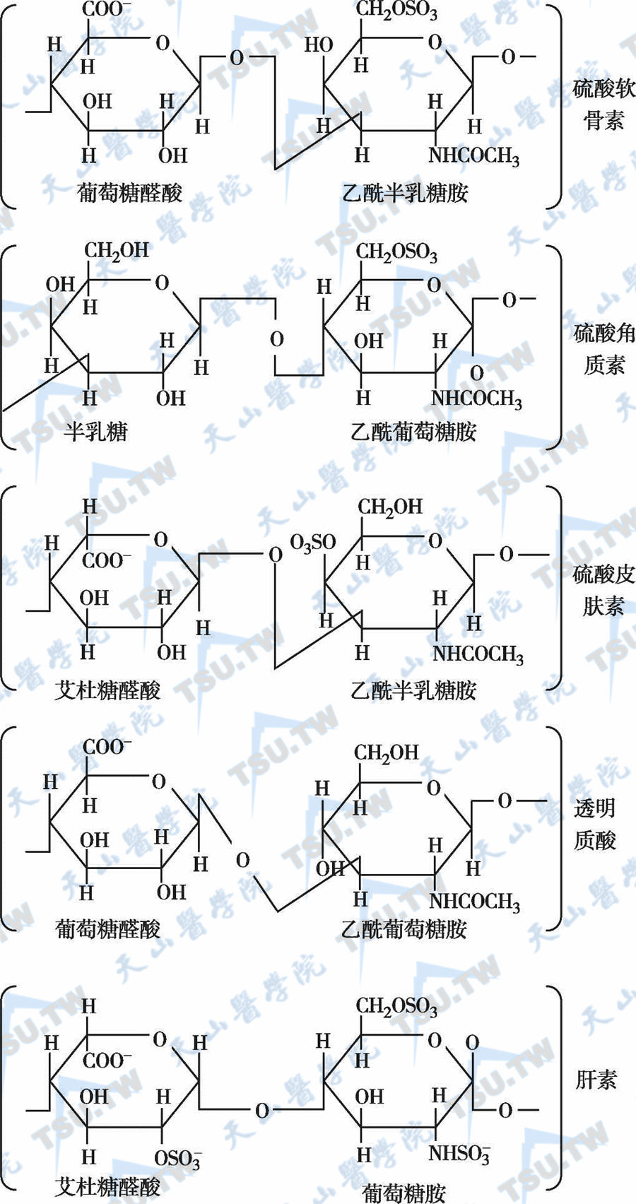  蛋白聚糖的结构