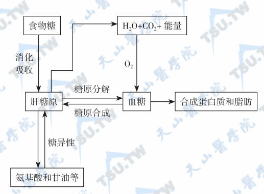  血糖的来源与去路