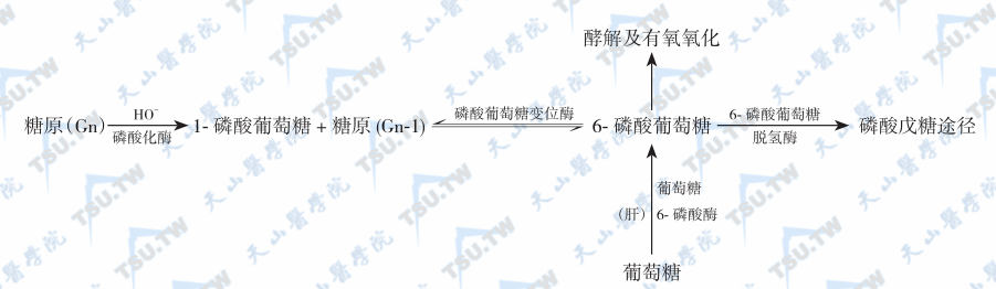  糖原合成与分解的途径