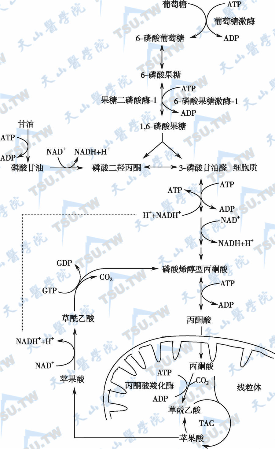 糖酵解糖异生图片