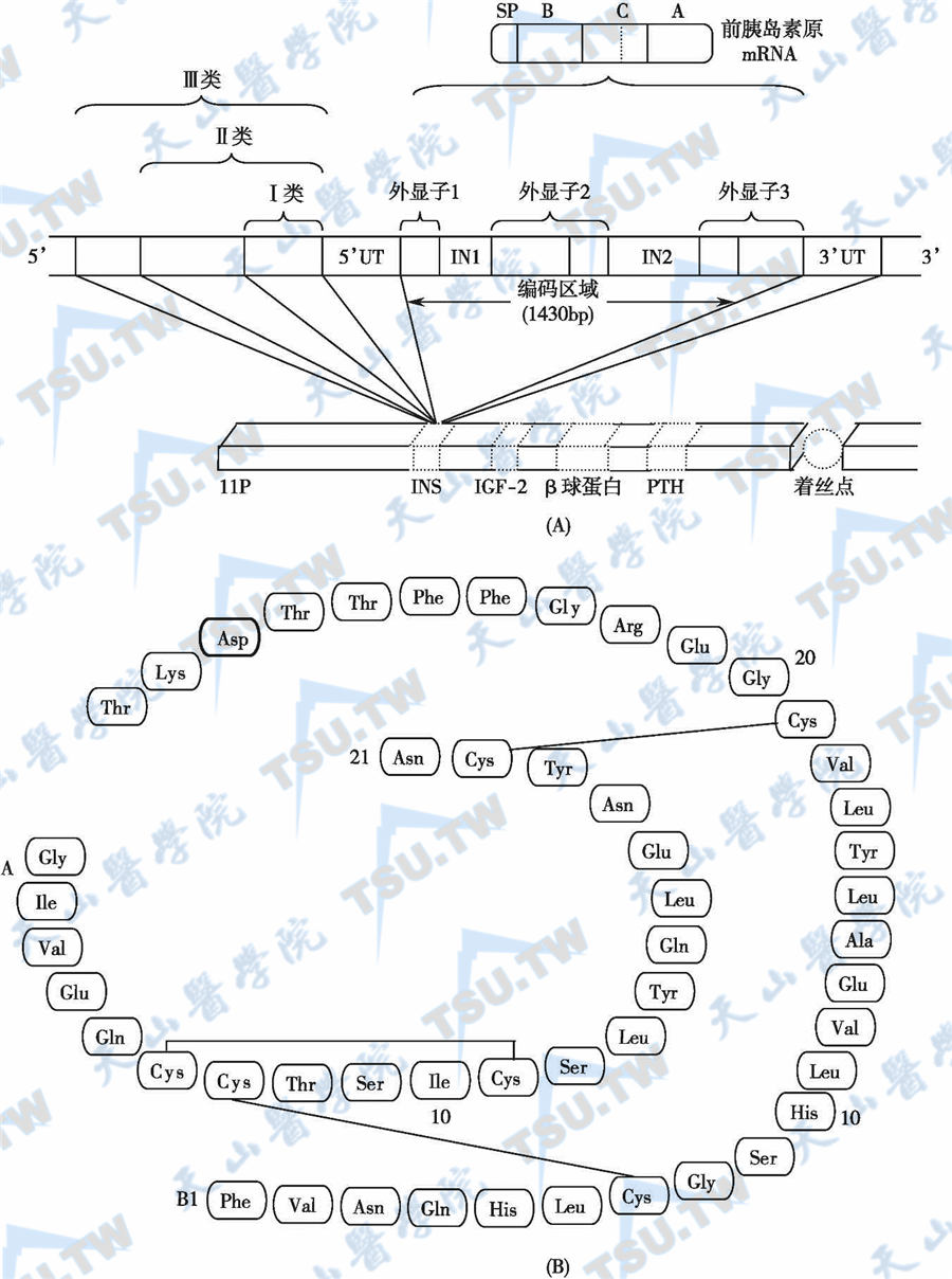  胰岛素基因与胰岛素分子的结构