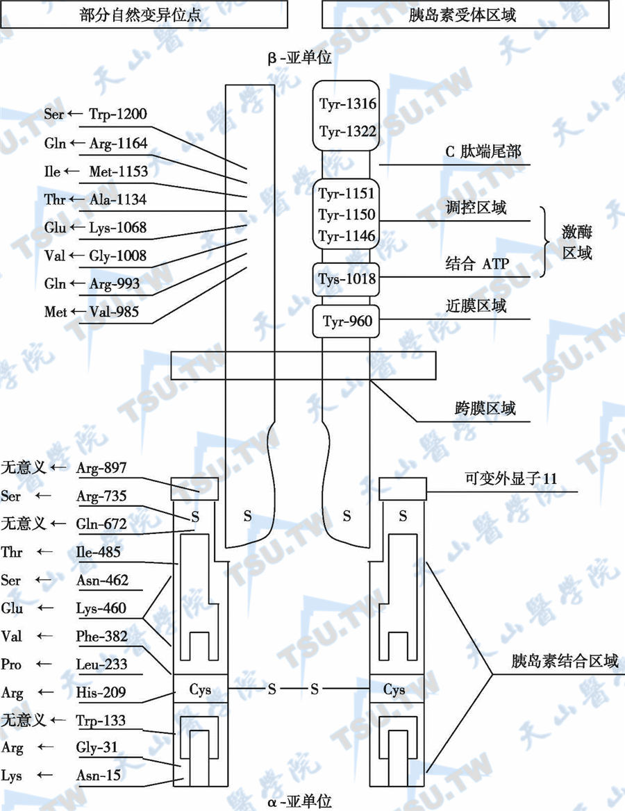  胰岛素受体的结构域