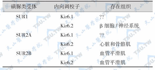 K+-ATP通道异构体