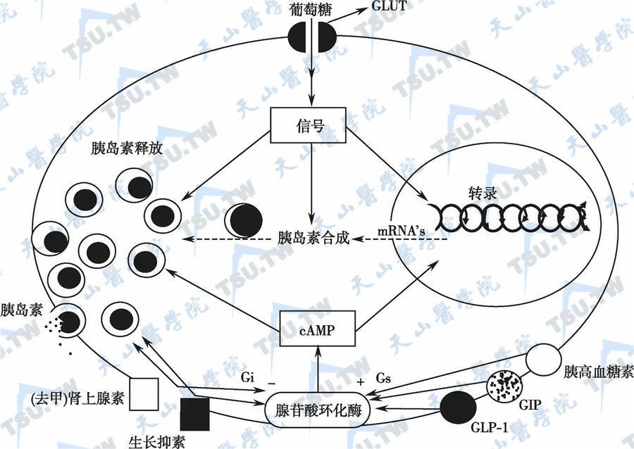  β细胞胰岛素分泌的调节