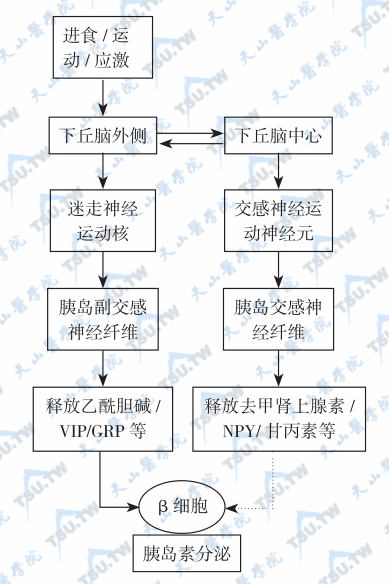  自主神经对胰岛素分泌的调节途径