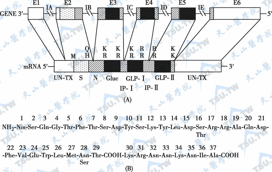  胰高血糖素基因与胰高血糖素的分子结构
