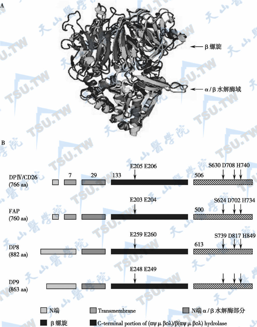  DPP-4家族成员的分子结构