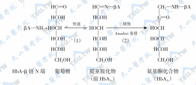  糖化血红蛋白的形成