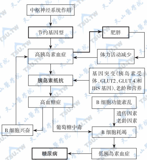  2型糖尿病的病因与发病机制；注：GLUT：葡萄糖转运蛋白；IRS：胰岛素受体底物。