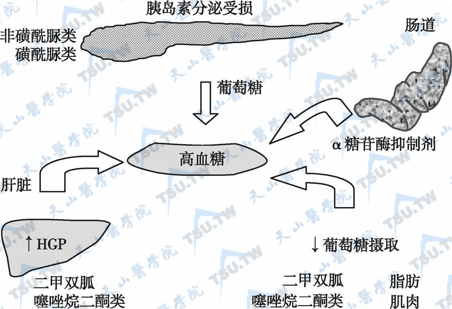  各类口服降糖药的作用部位；注：HGP：肝葡萄糖生成；↑：增加