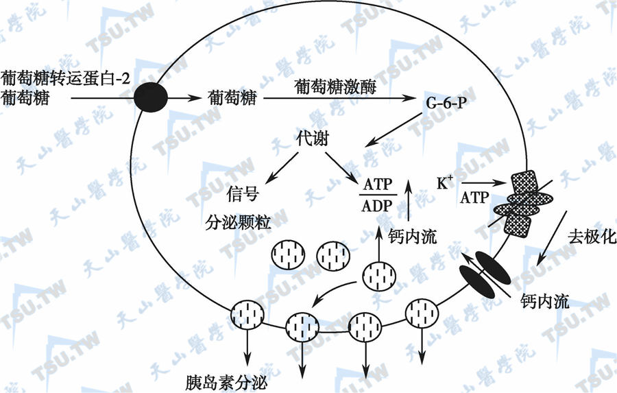  生理状态下葡萄糖刺激胰岛素释放的模式；注：G-6-P：葡萄糖-6-磷酸