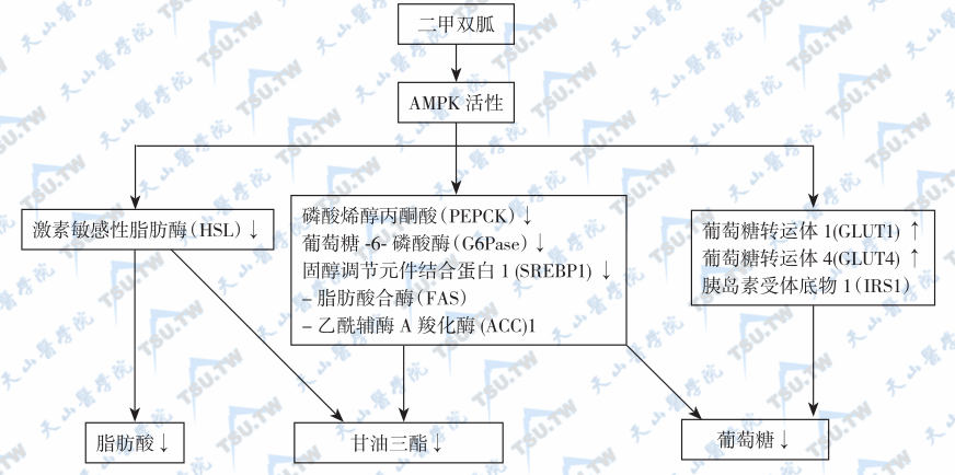  二甲双胍通过AMPK的作用机制