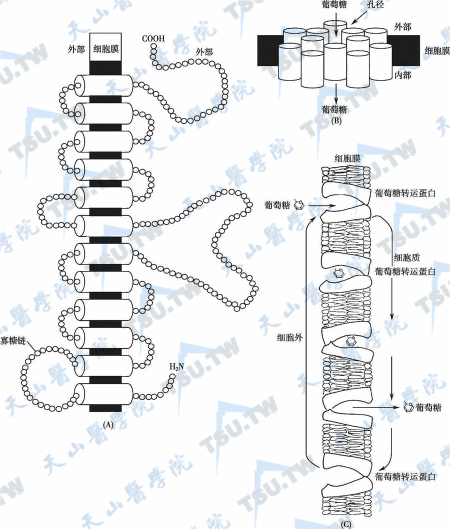  GLUT的结构及作用机制