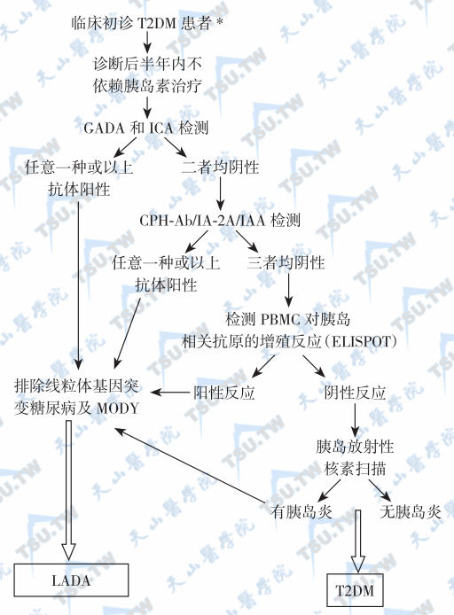  成人隐匿性自身免疫糖尿病的筛查和诊断流程