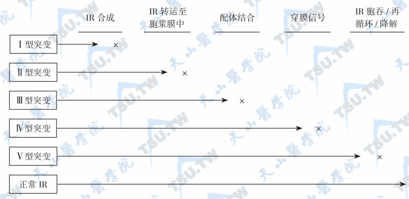  IR突变与胰岛素不敏感的病因关系  注：Ⅰ型：IR合成缺陷；Ⅱ型：IR合成后不能转运至胞浆膜中；Ⅲ型：IR不能与配体结合；Ⅳ型：IR与配体结合后，不能使酪氨酸激酶活化，穿膜信号下降（或缺乏）；Ⅴ型：IR再循环减少，降解增加。