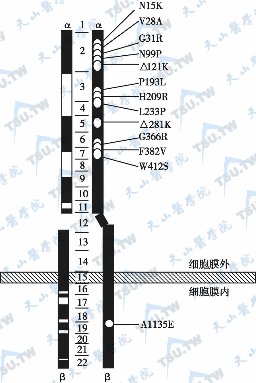  II类IR突变；注：突变位于α亚基，突变导致IR的翻译后修饰异常及IR向膜内转运障碍