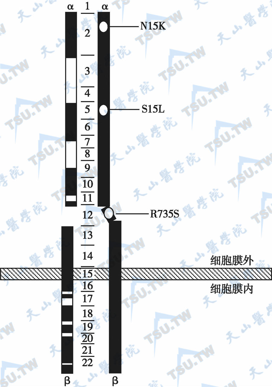  III类IR突变；注：突变位于α亚基，使IR与胰岛素的结合亲和性下降