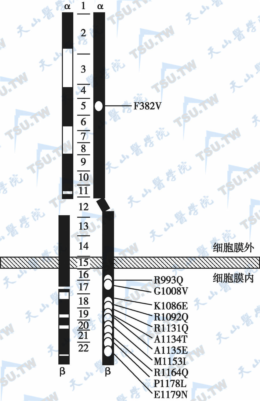  IV类IR突变；注：突变型IR抑制IR酪氨酸激酶活性