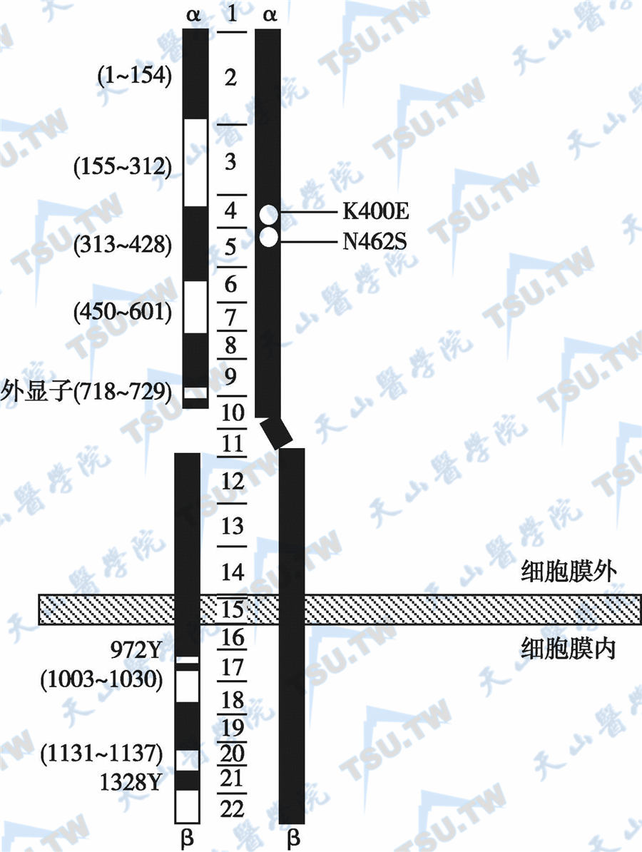  V类IR突变；注：突变位于α亚基，导致IR降解加速