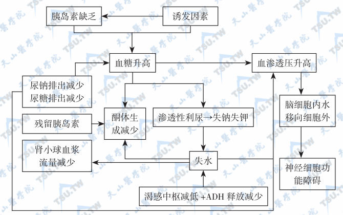  高渗性非酮症性高血糖昏迷的病理生理与发病机制