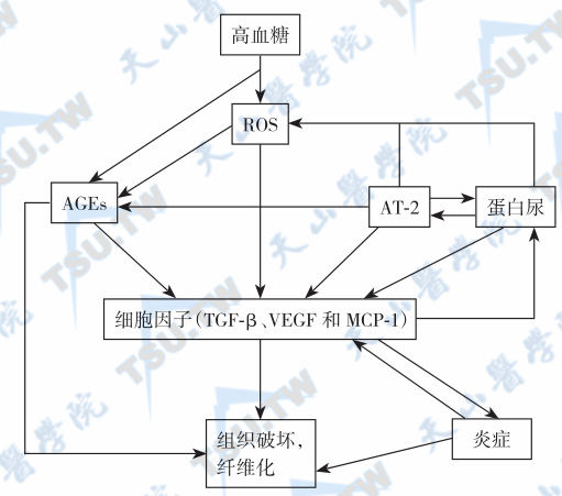  高血糖引起肾脏损害的机制