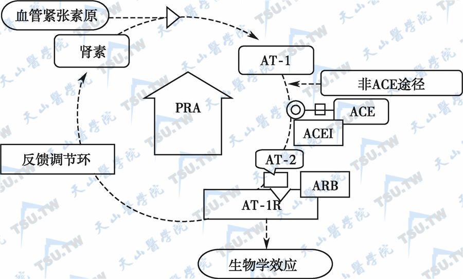  ACEI和ARB 引起代偿性肾素活性升高